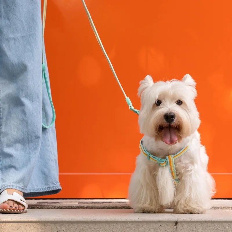 Durable Dog Collar Leash Set Adjustable Pet Collar For Small Medium Dogs Fashionable Dog Collar and Leash Set Pet supplies